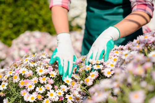 Healthy lawn care and mowing in a Selsdon garden